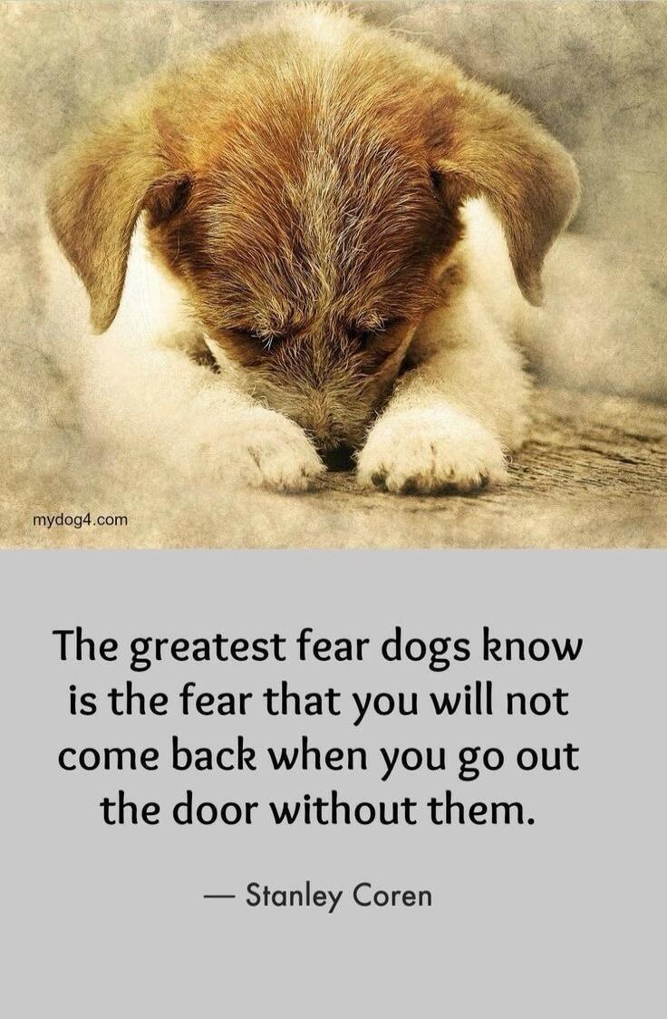 The greatest fear dogs know is the fear that you will not come back when you go out the door without them.
