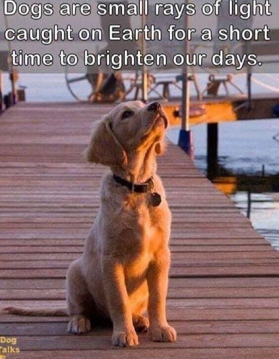 Dogs are small rays of light caught on Earth for a short time to brighten our days.