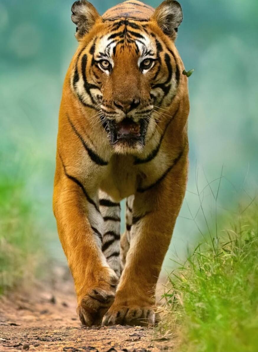 A tiger walking toward the camera on a dirt path.