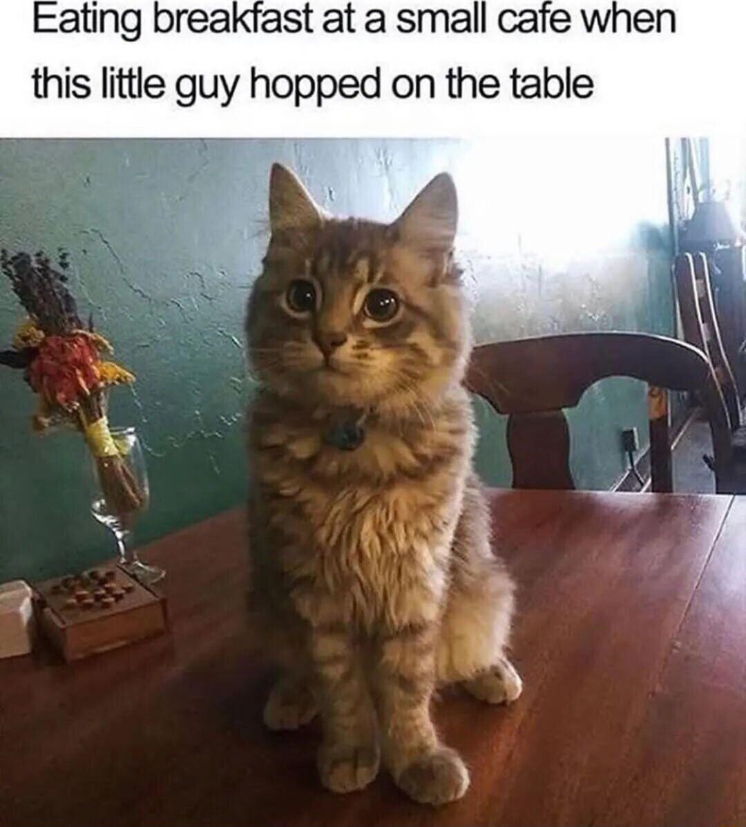 Eating breakfast at a small caie this little guy hopped on the table