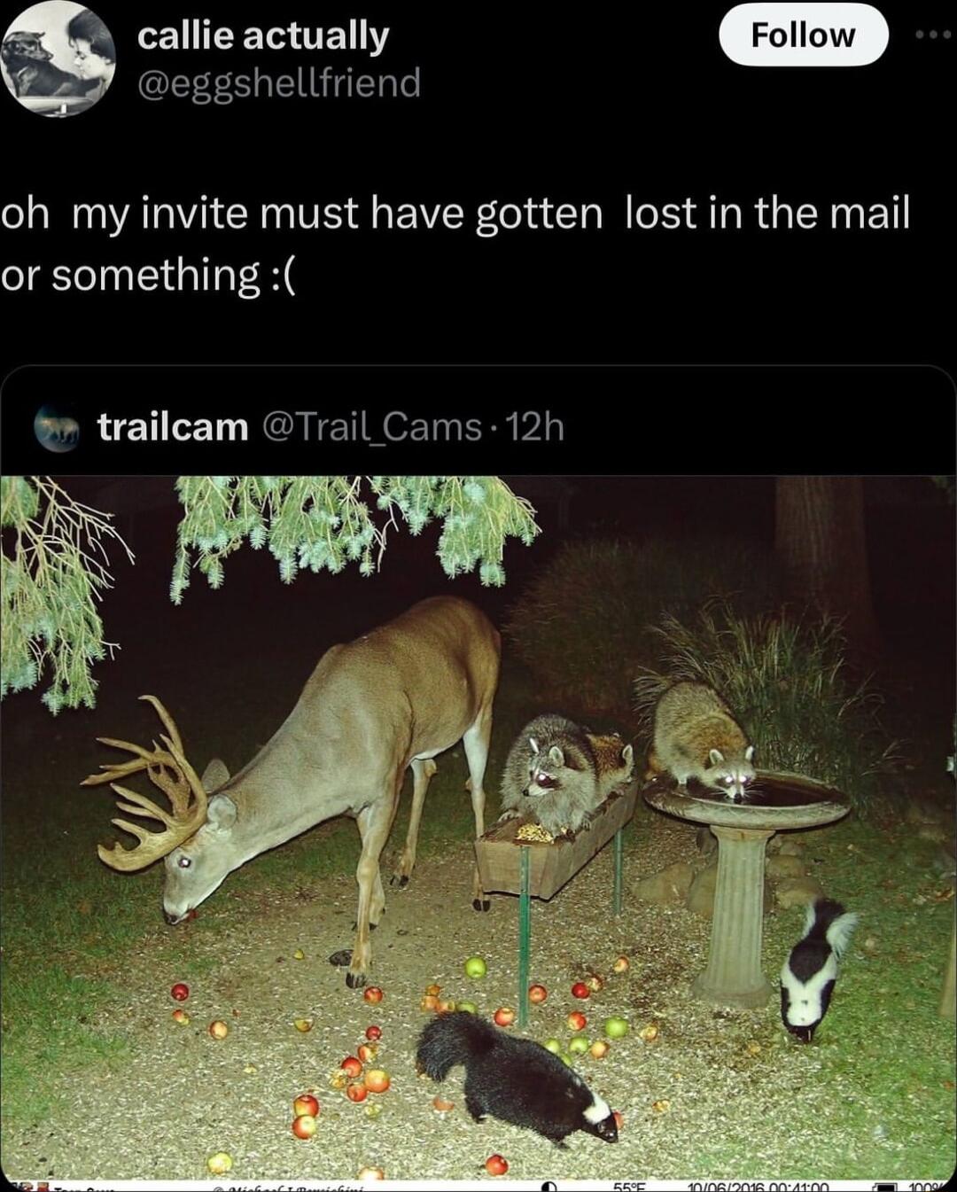LENEETG O eggshellfriend oh my invite must have gotten lost in the mail or something trailcam Trail Cams 12h
