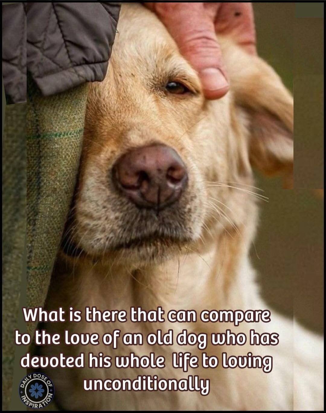 What is there that can compare to the love of an old dog who has devoted his whole life to loving unconditionally. Daily Dose of Inspiration.