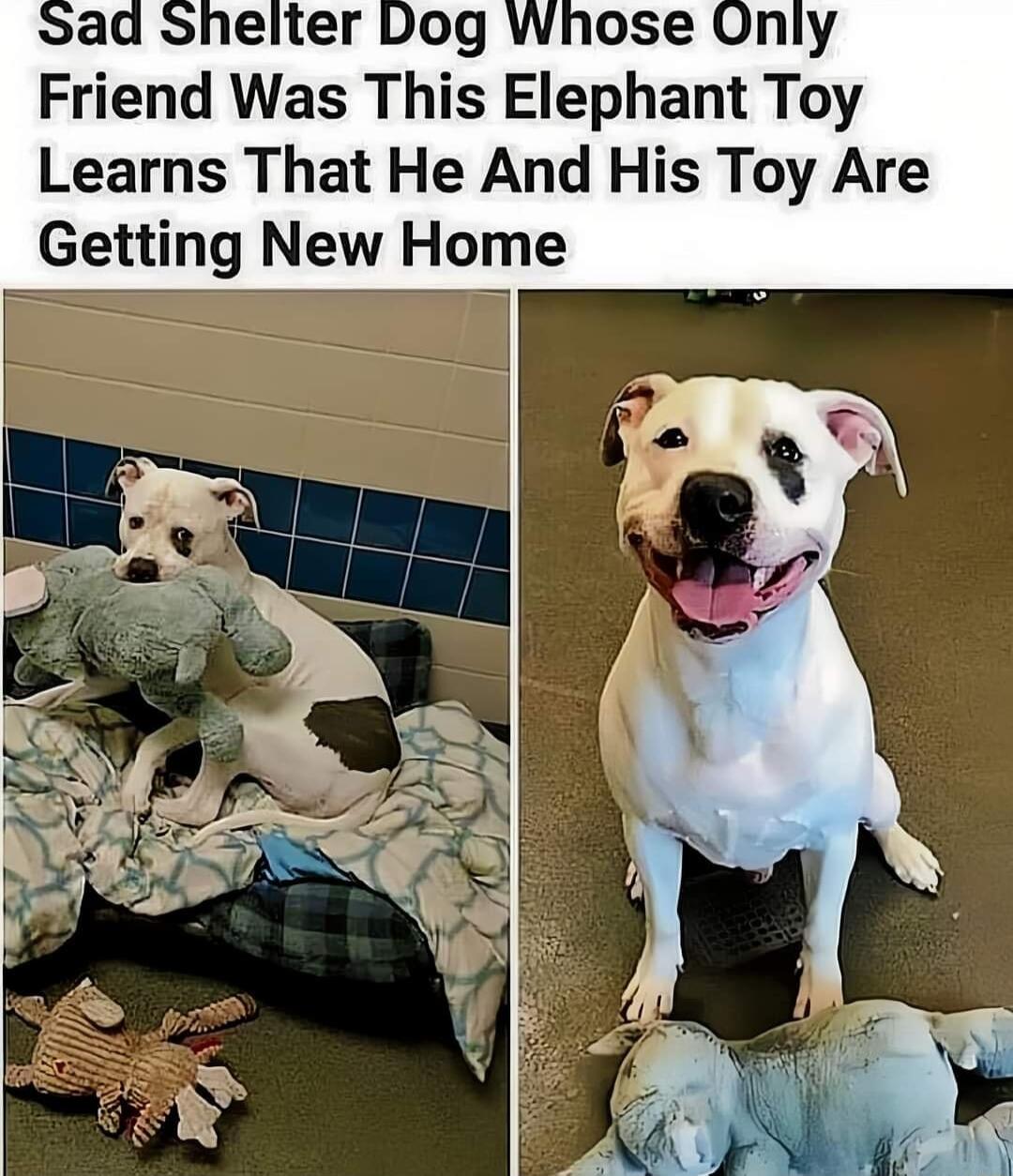 Friend Was This Elephant Toy Learns That He And His Toy Are Getting New Home