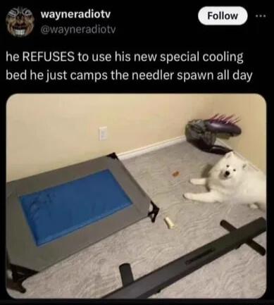 2 wayneradiotv he REFUSES to use his new special cooling bed he just camps the needler spawn all day