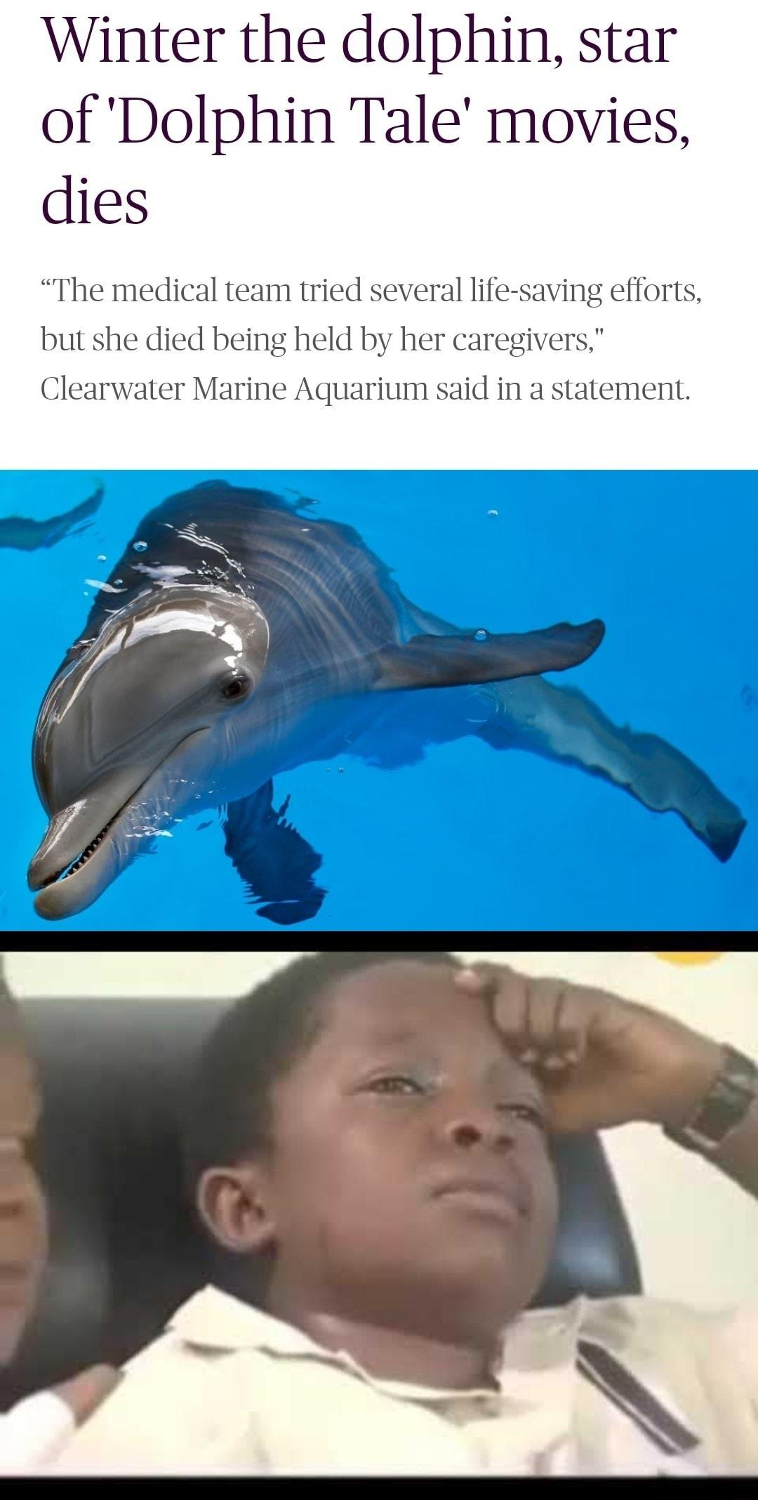 Winter the dolphin star of Dolphin Tale movies dies The medical team tried several life saving efforts but she died being held by her caregivers Clearwater Marine Aquarium said in a statement