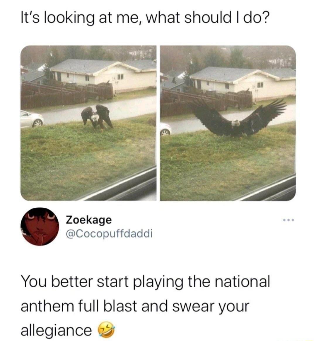 Its looking at me what should do Zoekage Cocopuffdaddi You better start playing the national anthem full blast and swear your allegiance