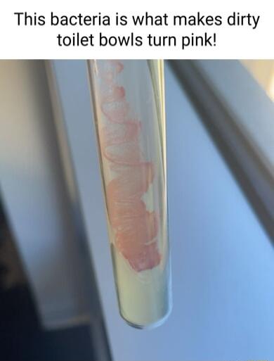 This bacteria is what makes dirty toilet bowls turn pink