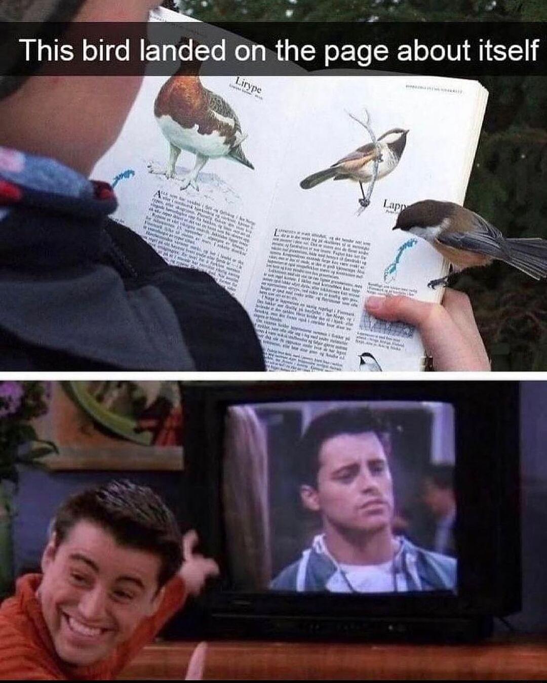 N This bird landed on the page about itself