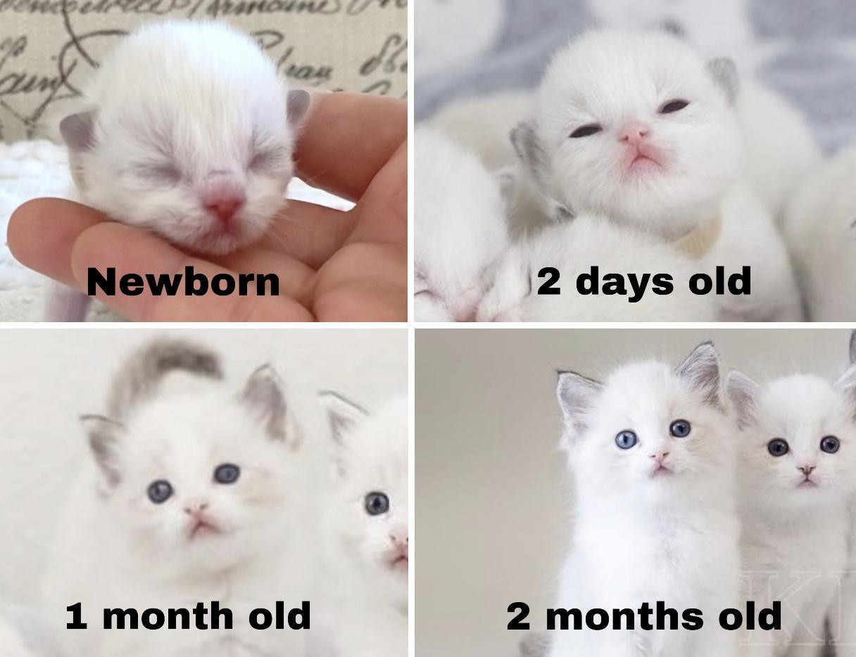 1 month old imonths old