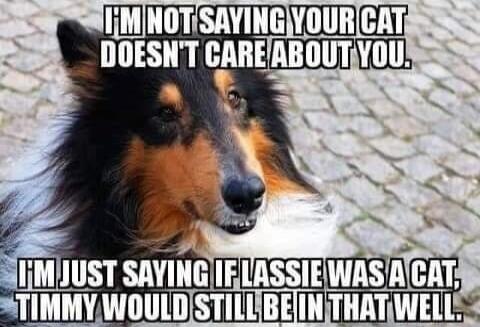 I'M NOT SAYING YOUR CAT DOESN'T CARE ABOUT YOU. I'M JUST SAYING IF LASSIE WAS A CAT, TIMMY WOULD STILL BE IN THAT WELL.
