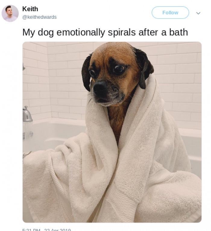 Keith keithedwards My dog emotionally spirals after a bath