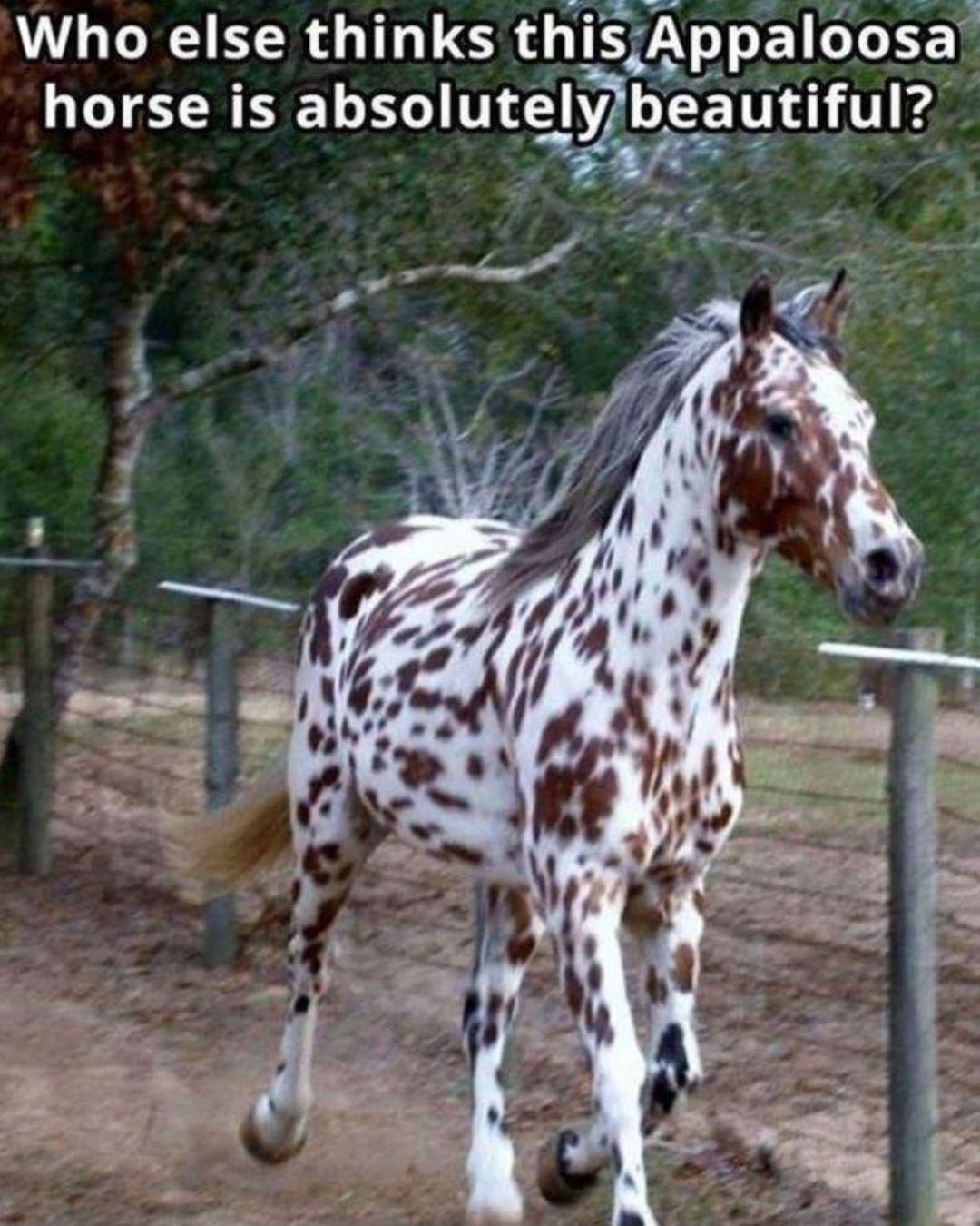 S Who else thinks thisjAppaloosa horse is absolutgy beautiful