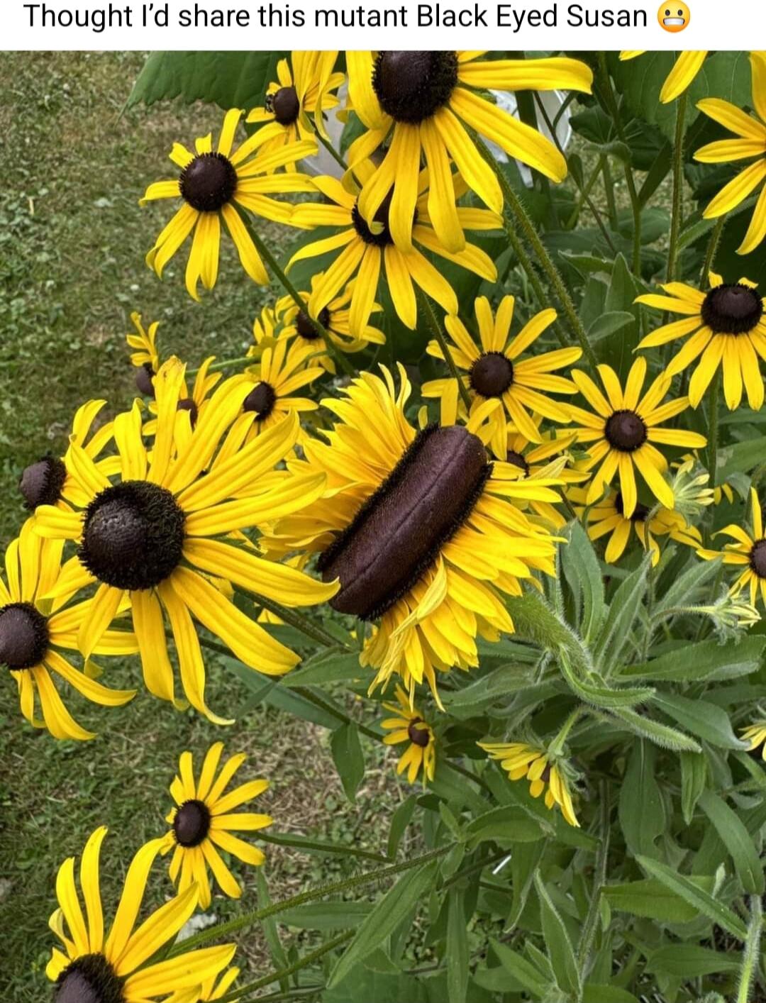 share this mutant Black Eyed Susan 3