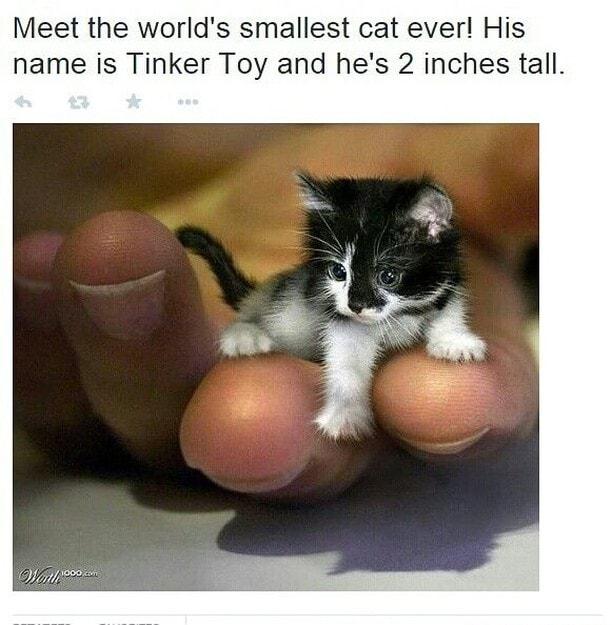 Meet the worlds smallest cat ever His name is Tinker Toy and hes 2 inches tall