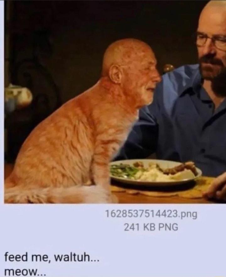 feed me waltuh meow