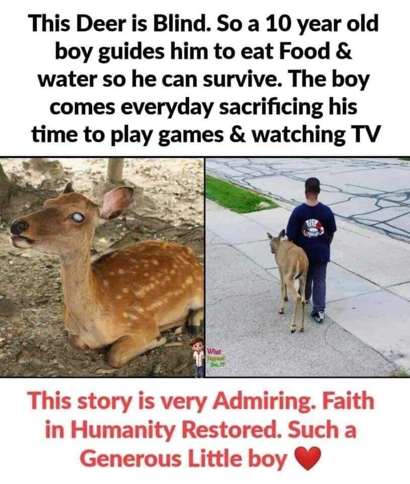 This Deer is Blind So a 10 year old boy guides him to eat Food water so he can survive The boy comes everyday sacrificing his time to play games watching TV 5 2l