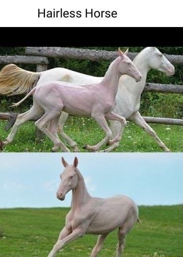 Hairless Horse