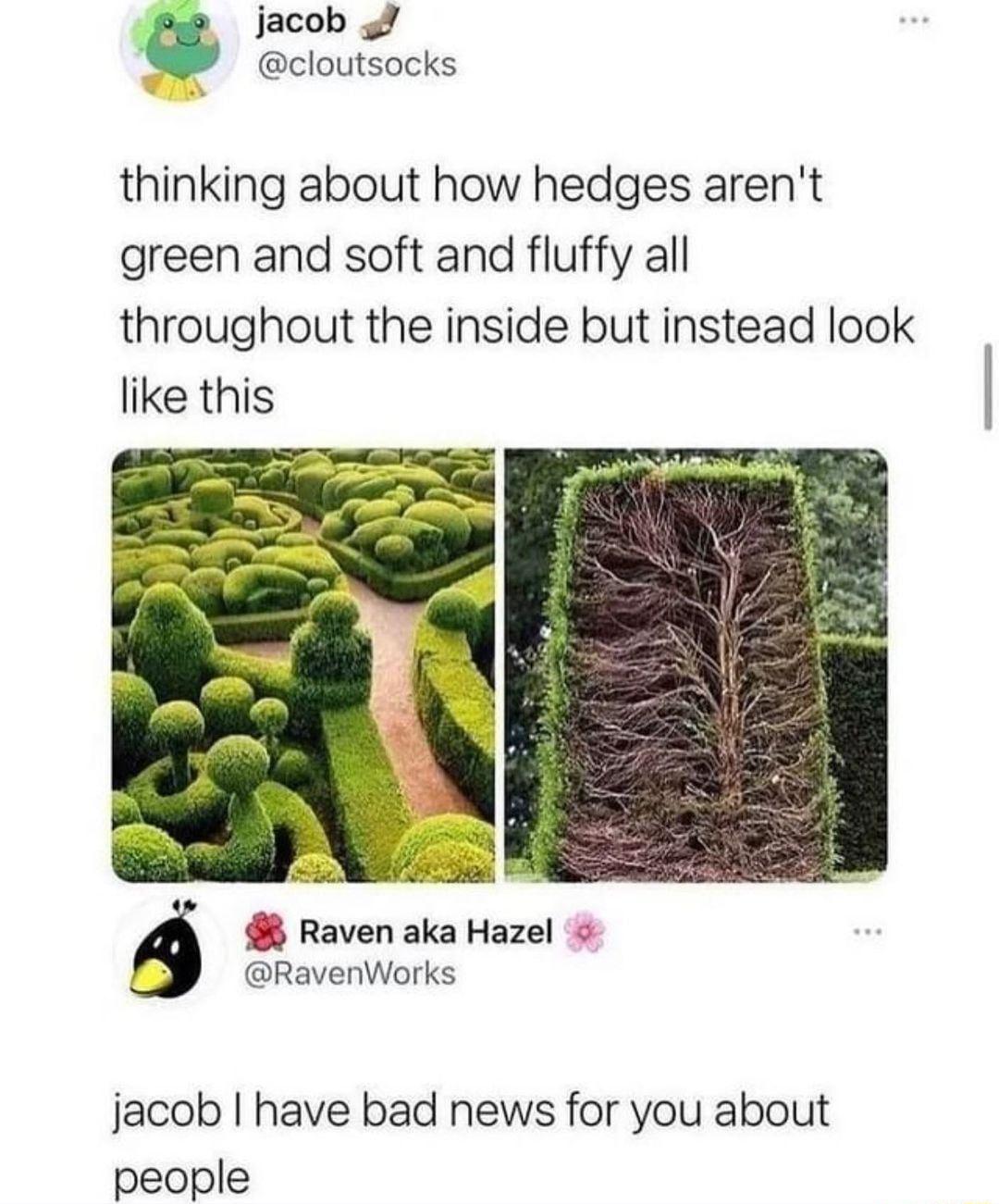 ge jacob EZJ cloutsocks thinking about how hedges arent green and soft and fluffy all throughout the inside but instead look like this Raven aka Hazel RavenWorks jacob have bad news for you about people