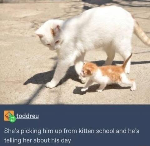 Shes picking him up from kitten schoo telling her about his day