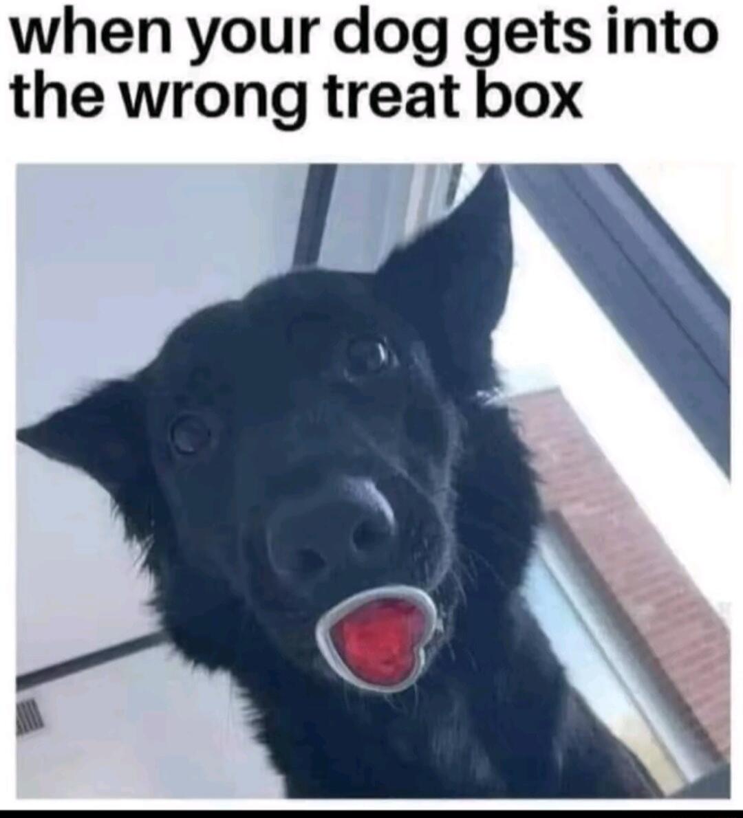 when your dog gets into the wrong treat box