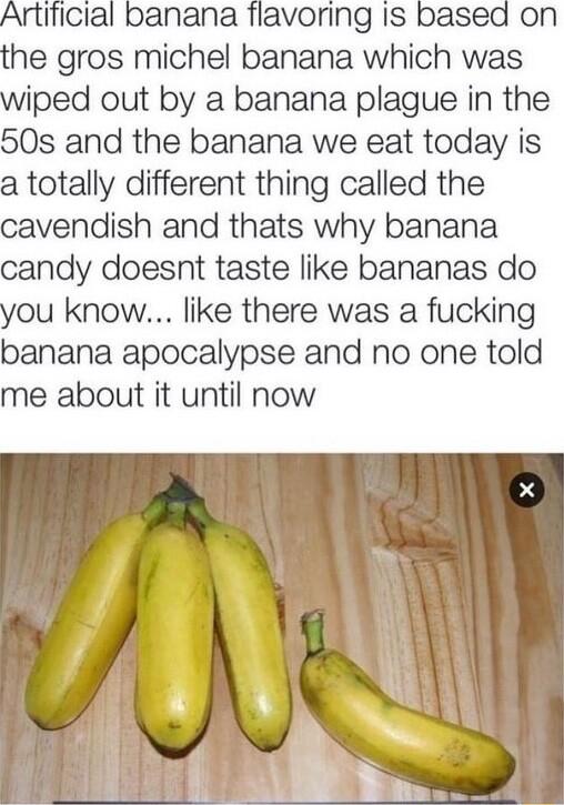 Artificial banana flavoring Is based on the gros michel banana which was wiped out by a banana plague in the 50s and the banana we eat today is a totally different thing called the cavendish and thats why banana candy doesnt taste like bananas do you know like there was a fucking banana apocalypse and no one told me about it until now