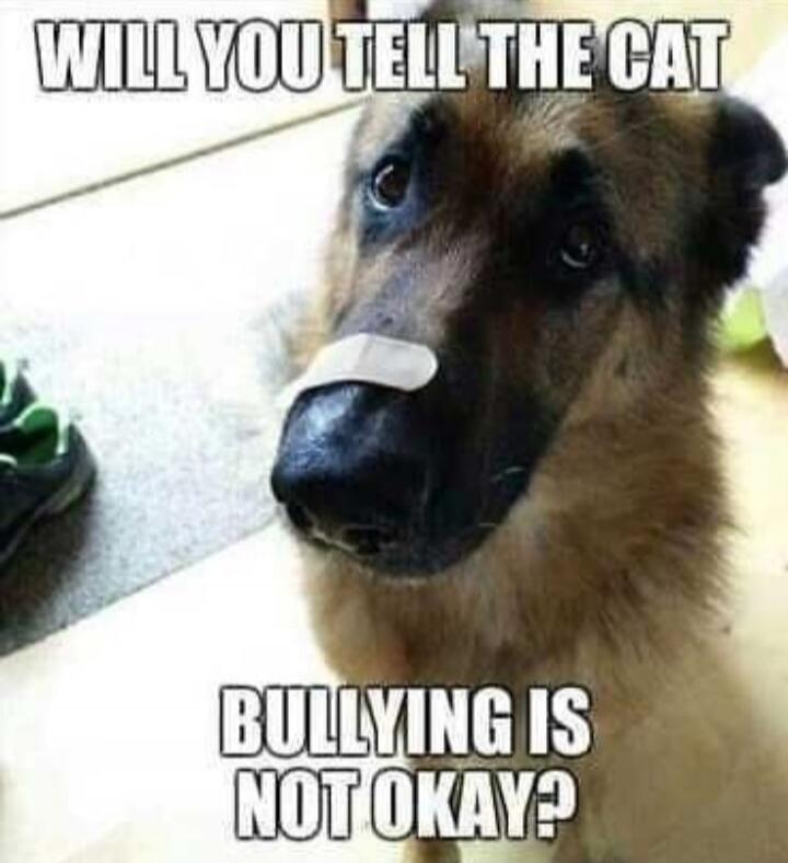 WILL YOU TELL THE CAT BULLYING IS NOT OKAY?