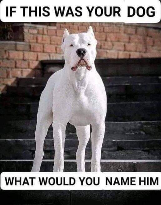 IF THIS WAS YOUR DOG WHAT WOULD YOU NAME HIM