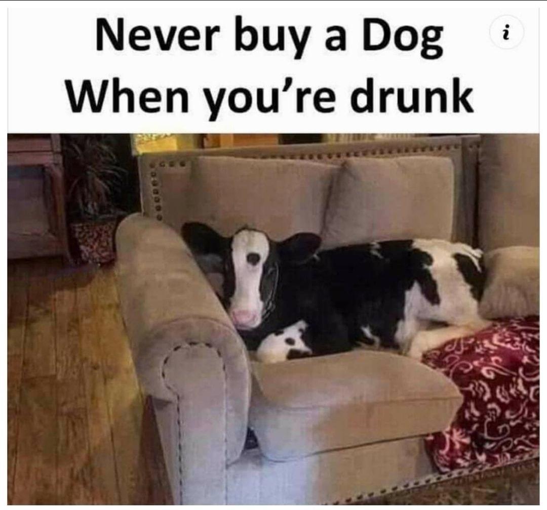 Never buy a Dog When youre drunk