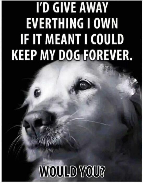 I'D GIVE AWAY EVERYTHING I OWN IF IT MEANT I COULD KEEP MY DOG FOREVER. WOULD YOU?