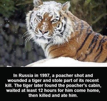 In Russia in 1997 a poacher shot and wounded a tiger and stole part of its recent kill The tiger later found the poachers cabin waited at least 12 hours for him come home then killed and ate him