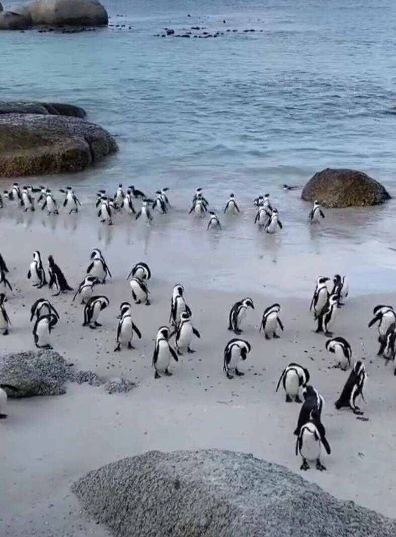 A large group of penguins on a sandy beach near rocks by the sea.