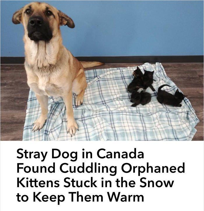 Stray Dog in Canada Found Cuddling Orphaned Kittens Stuck in the Snow to Keep Them Warm n animal shelter in Canada is looking for the owner of a hero dog who was found protecting orphaned kittens last weekend