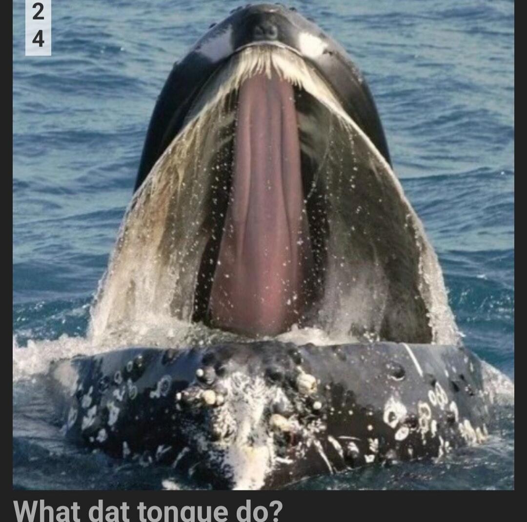 What dat tongue do?