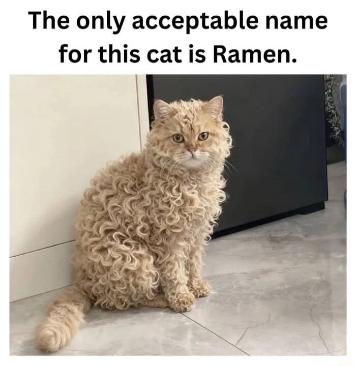 The only acceptable name for this cat is Ramen.