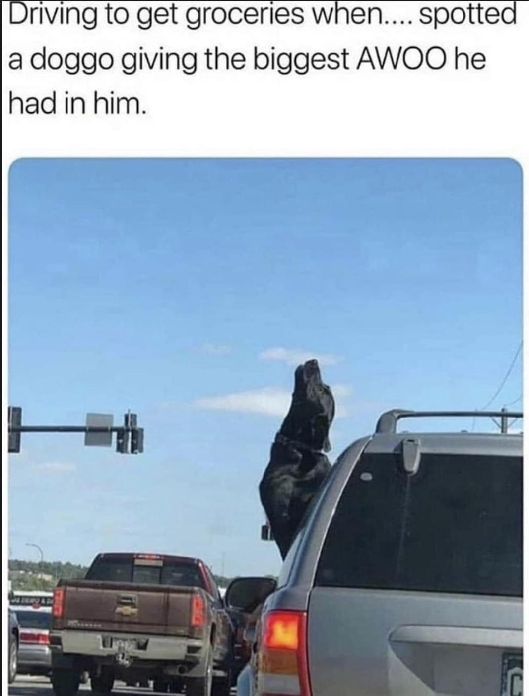 riving to get groceries when spotted a doggo giving the biggest AWOO he had in him