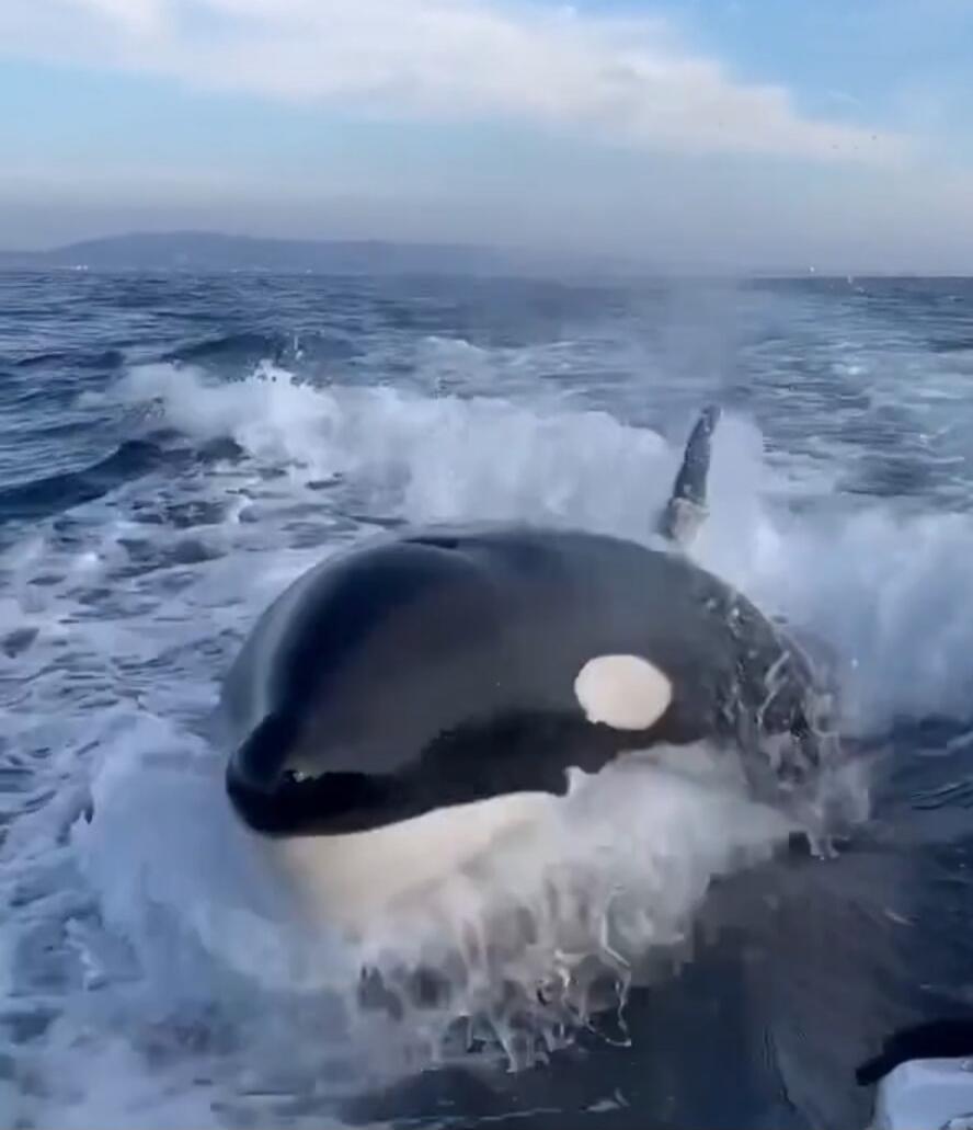 Orca whale emerging through waves in open ocean.