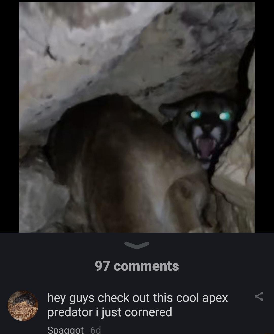97 comments hey guys check out this cool apex predator i just cornered Spaagaot Hd