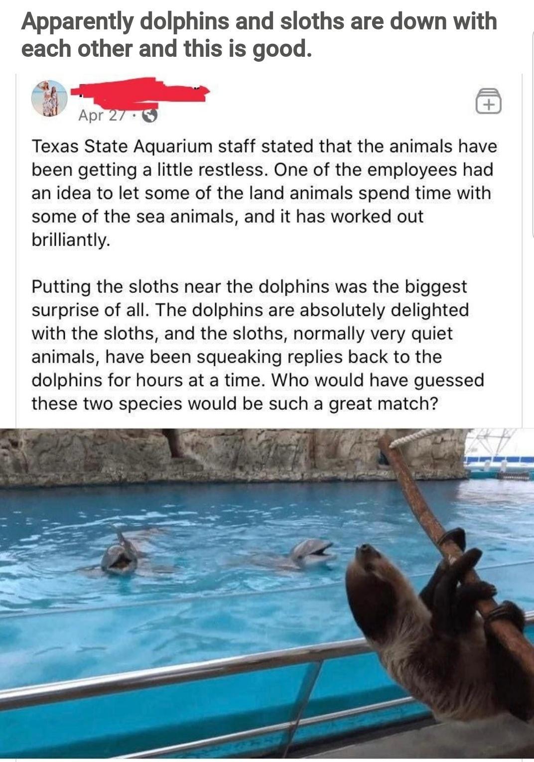 Apparently dolphins and sloths are down with each other and this is good Texas State Aquarium staff stated that the animals have been getting a little restless One of the employees had an idea to let some of the land animals spend time with some of the sea animals and it has worked out brilliantly Putting the sloths near the dolphins was the biggest surprise of all The dolphins are absolutely deli