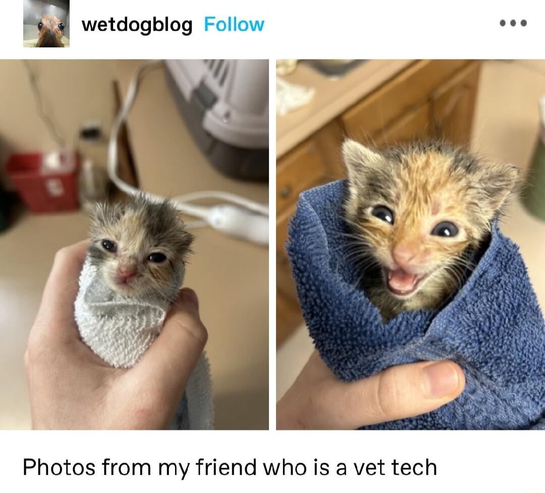 Photos from my friend who is a vet tech