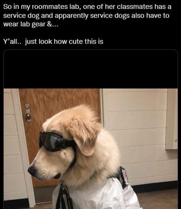 Q Krista Fullerton So in my roommates lab one of her classmates has a service dog and apparently service dogs also have to wear lab gear Yall just look how cute this is