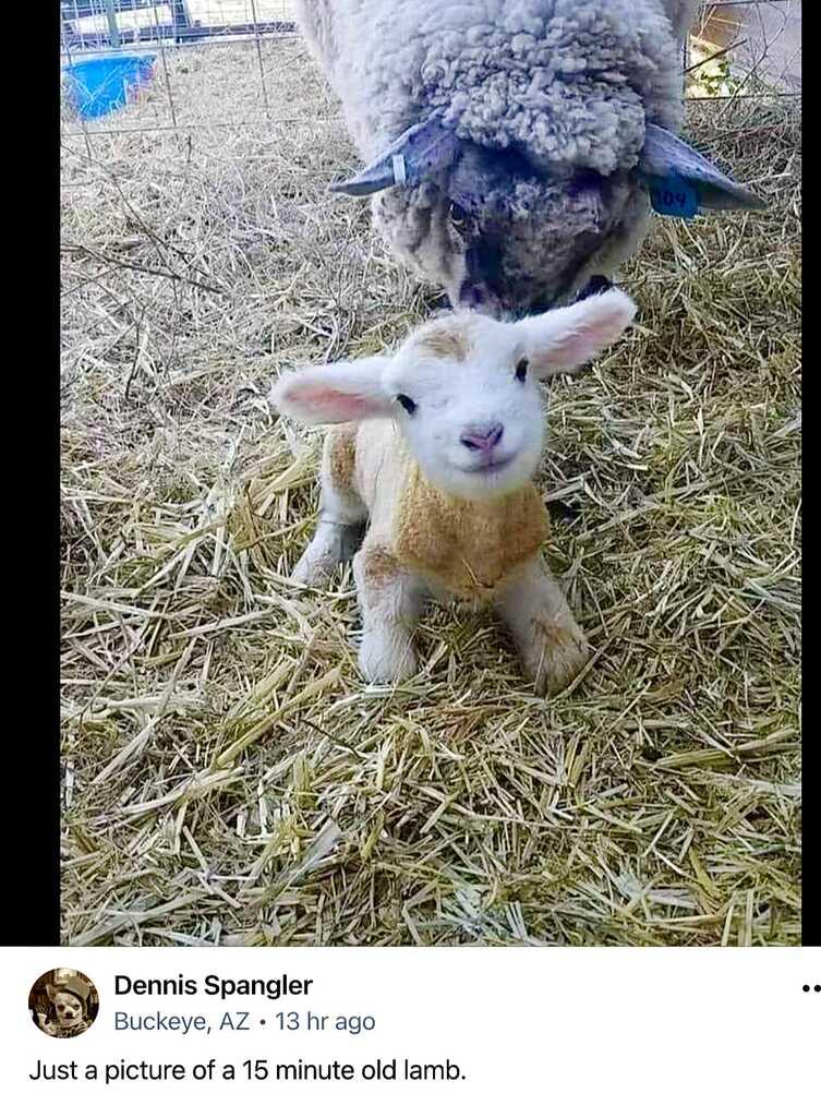 Dennis Spangler BY suckeye AZ 13 hr ago Just a picture of a 15 minute old lamb