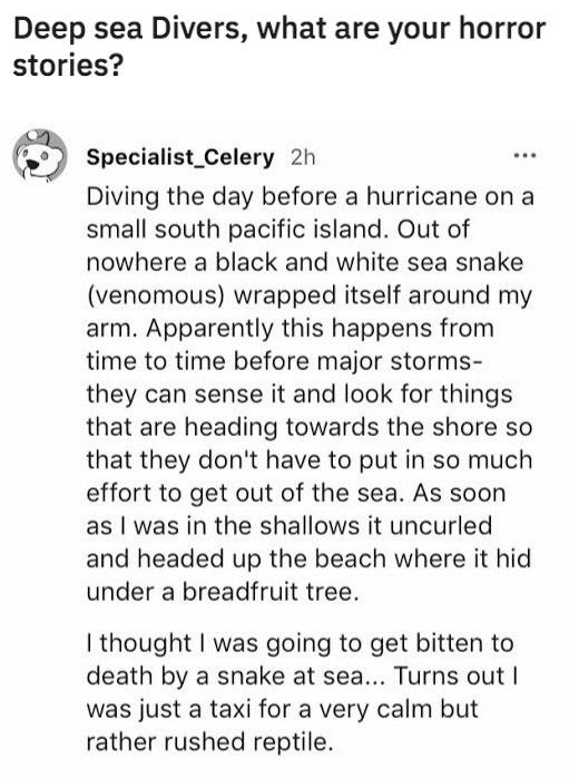 Deep sea Divers what are your horror stories i Specialist_Celery 2h Diving the day before a hurricane on a small south pacific island Out of nowhere a black and white sea snake venomous wrapped itself around my arm Apparently this happens from time to time before major storms they can sense it and look for things that are heading towards the shore so that they dont have to put in so much effort to