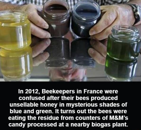 In 2012 Beekeepers in France were confused after their bees produced L E BT ER G AL GG EL Y blue and green It turns out the bees were eating the residue from counters of MMs candy processed at a nearby biogas plant