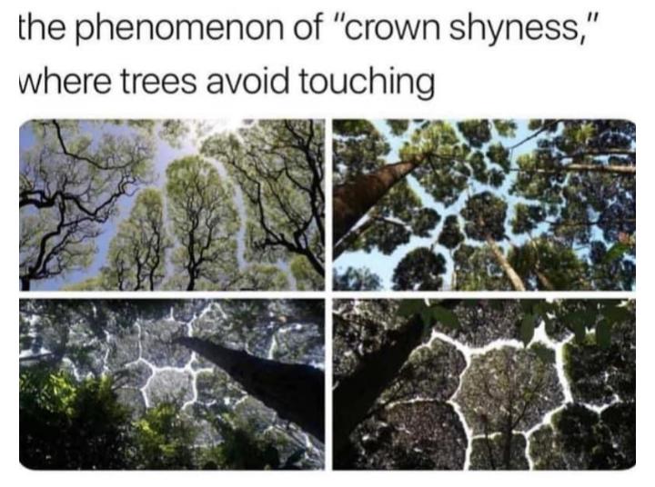 the phenomenon of crown shyness where trees av0td touchlng
