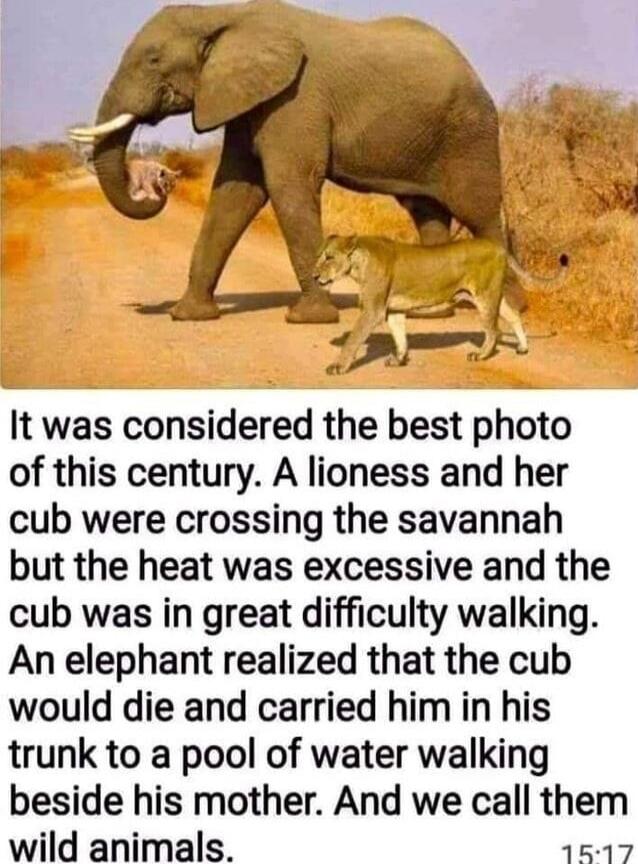 It was considered the best photo of this century. A lioness and her cub were crossing the savannah but the heat was excessive and the cub was in great difficulty walking. An elephant realized that the cub would die and carried him in his trunk to a pool of water walking beside his mother. And we call them wild animals.