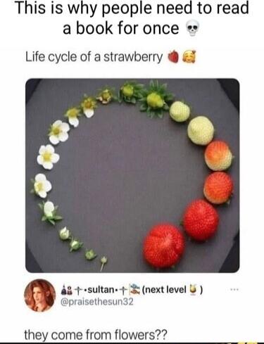 This is why people need to read a book for once Life cycle of a strawberry 43 1 sultan 4 3 next level praisethesun32 they come from flowers