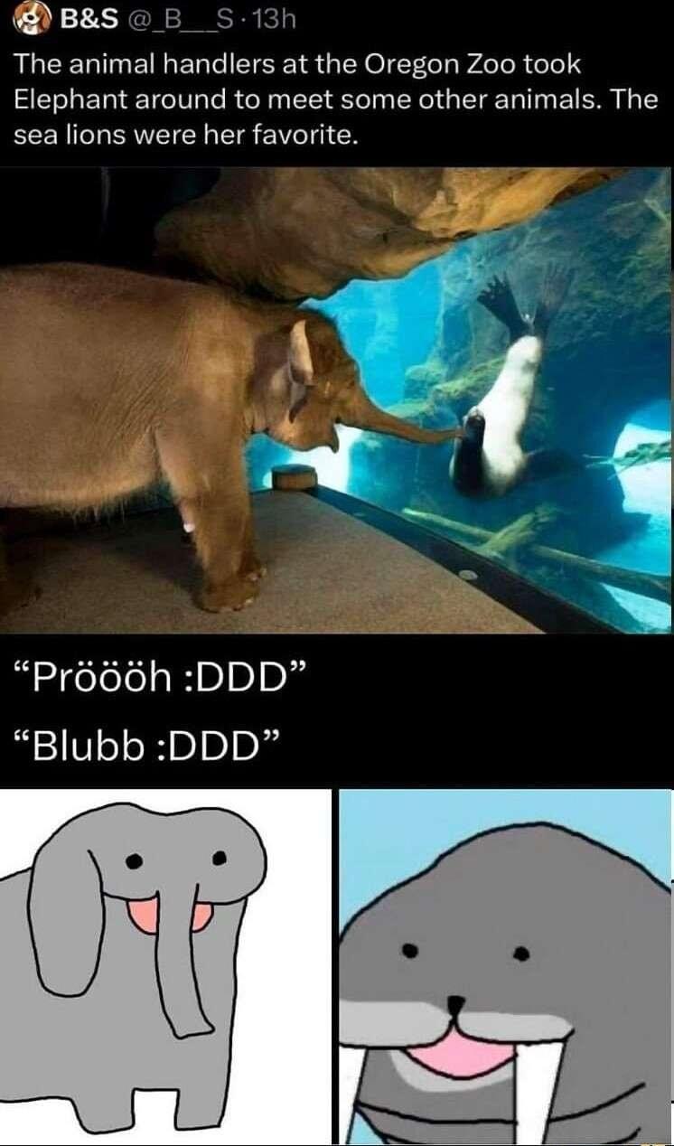 BS B S 13h ALCELTNEIGERG TSR GEYOI TGl PdeleR eTe Elephant around to meet some other animals The EEENCHERVEIEN EI ST CN Pr66h DDD Blubb DDD