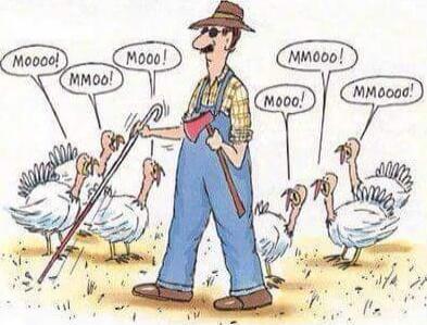 Mooo! Mooo! Mooo! Mooo! Mooo! (farm scene with a farmer and several turkeys making cow sounds)