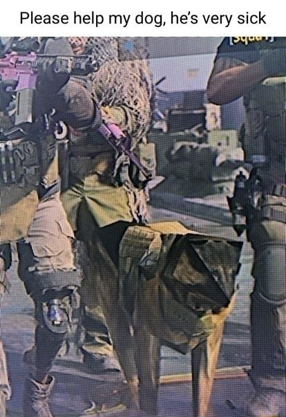 Please help my dog hes very sick