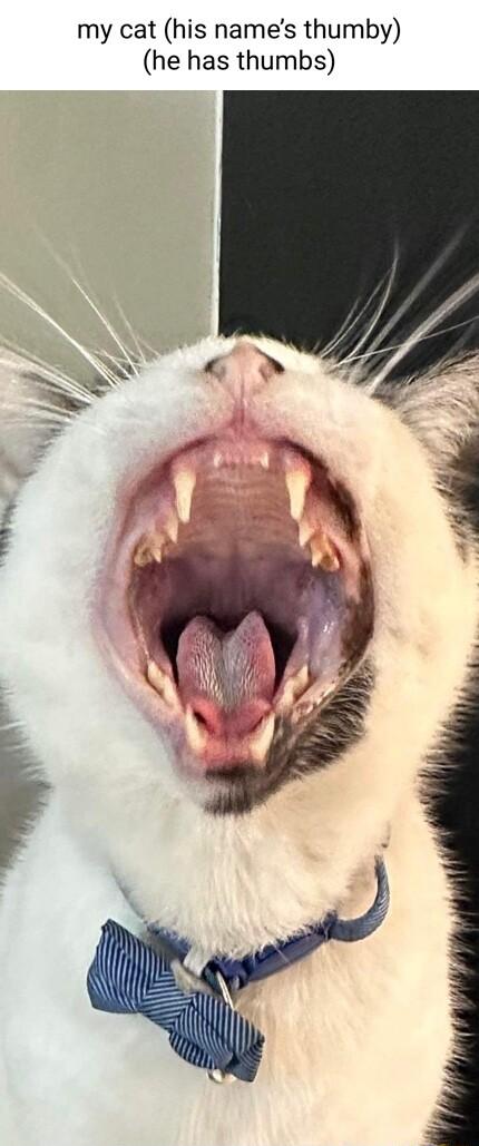 my cat his names thumby he has thumbs